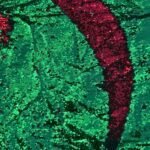 Close-up of red-to-green reversible flip sequin fabric